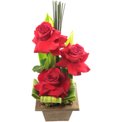 Arranjo trio de rosas colombianas caixa de madeira