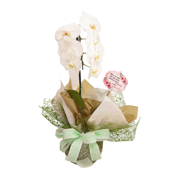 Vaso de orquídea branca ou lilás 
