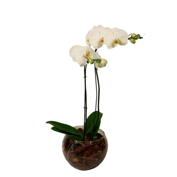 Vaso de orquideas branca em áquario de vidro co casca de madeira