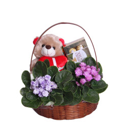 cesta de violetas com pelúcia e chocolates