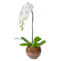 orquidea  phalaenopsis cascata cor branca